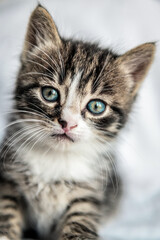 Cute grey kitten on white background