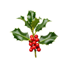 Single sprig of vibrant green holly with sharp, spiky leaves and bright red, perfectly round berries, isolated on a pristine plain white background with studio lighting, top-down view, concept of