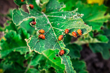 Larvae of the Colorado potato beetle eat a potato leaf. Theme of protecting agricultural plant from bugs. Farm and gardening. © Volodymyr Shevchuk
