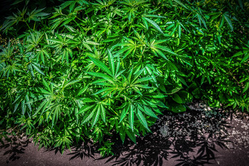 Leaves of lush green hemp (marijuana) on plantation in sunlight