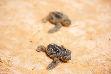 A small baby sea turtle crawls along the sandy shore towards the ocean to survive. The turtle hatched on the island of Sri Lanka. New life, saving the population, the way forward to a new life.