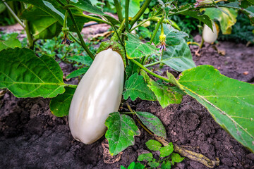 Ripe organic white eggplant aubergine in the garden