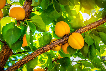 Ripe sweet apricot on the tree in orchard under sunlight