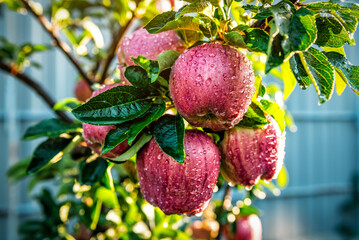 Ripe sweet red apples on the tree after rain at sunset