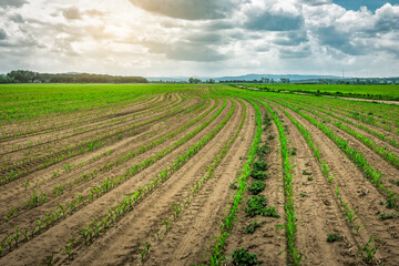 Rows of Green field with young corn at sunset