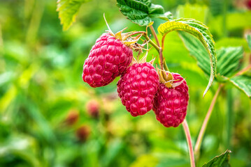 Tree ripe sweet raspberries in the garden