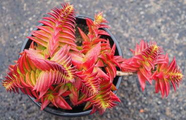 Crassula capitella ssp. thyrsiflora succulent plant