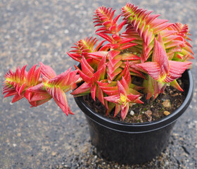 Crassula capitella ssp. thyrsiflora succulent plant