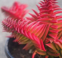 Crassula capitella ssp. thyrsiflora succulent plant