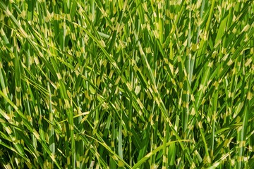 green grass background in the garden