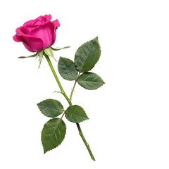 Pristine fuchsia pink rose bud with delicate petals, long green stem, and dark leaves, laid horizontally on a plain transparent background with copy space, soft studio lighting, top-down view,
