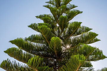 Fototapeta premium Vistas de palmeras en un pueblo de costa
