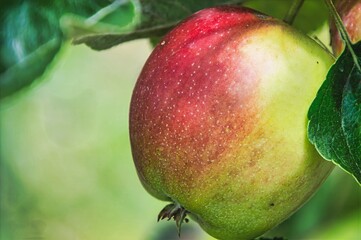 close up of a red apple on a branch
