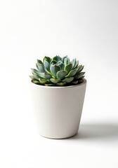 Potted Green Succulent Plant in White Ceramic Pot on White Background