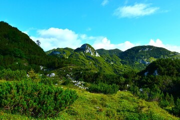 Fototapeta premium Meadow and mugo pine covered alpine landscape bellow Rodica in Julian alps, Gorenjska, Slovenia