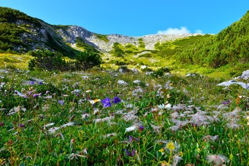 Mountain landscape with blue alpine columbine flower in Julian alps, Gorenjska, Slovenia