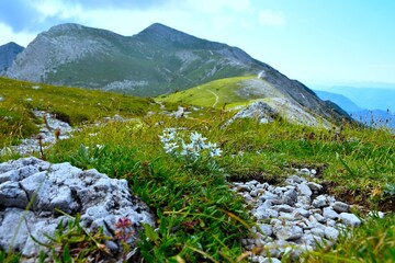 White edelweiss (Leontopodium nivale) flowers in selective focus at a meadow with Rodica mountain...