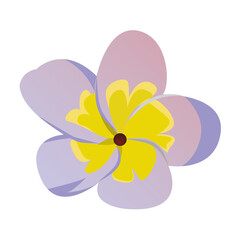 Vector illustration of beautiful purple frangipani flower