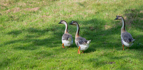 Three elegant Chinese geese with distinctive black beaks and long, graceful necks walk through lush green grass, domestic geese are bred for meat, eggs or as ornamental birds,