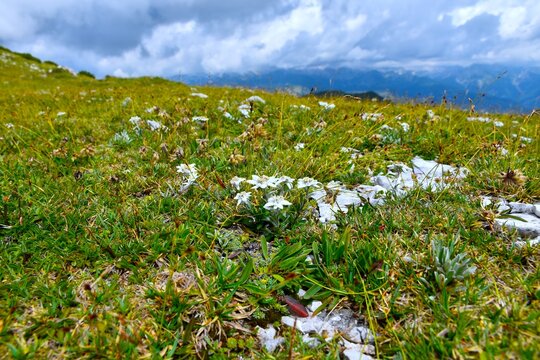 White edelweis flowers at a meadow in Julian alps, Slovenia
