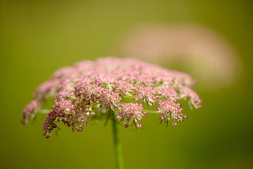 Delicate Pink Umbel: Nature's Intricate Lace.