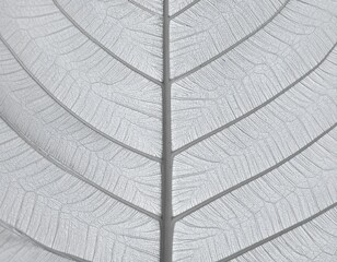Obraz premium Close-up view of a leaf's intricate vein structure