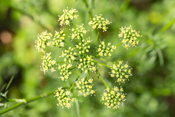イタリアンパセリの花