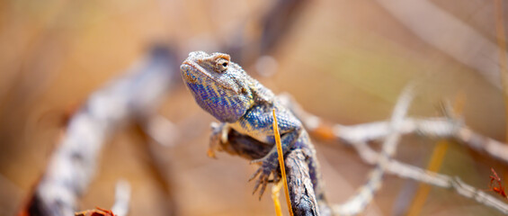 The blue agama sits in ambush on sand and branches and hunts for insects. Beautiful blue lizard close-up in the wild.
