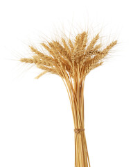 Bunch of dried wheat spikes isolated on white