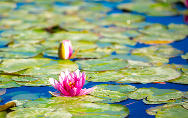 Lotus pond. Water lily close up. Sacred lotus flower in Buddhism. Calmness and tranquility. Spa...