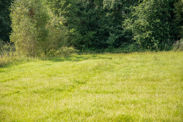 Bright, sun-drenched meadow with lush green grass and wild rabbit sitting at the edge of the field in front of dense forest of tall trees, peaceful rural landscape,