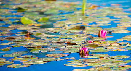 Lotus pond. Water lily close up. Sacred lotus flower in Buddhism. Calmness and tranquility. Spa...