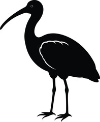 Fototapeta premium ibis on white background.eps