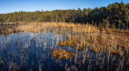 View of a serene wetland featuring reeds, still waters under ice, and a surrounding forest under clear blue skies.