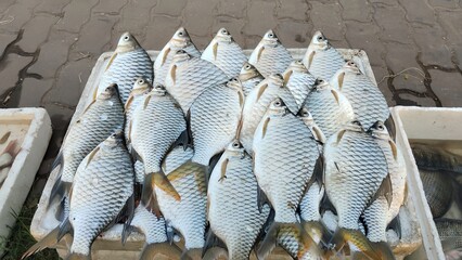 fresh fish on the market
