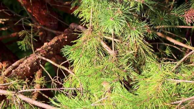 Small bird jumping around on pine branches in Belarus.
