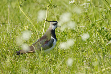 Lapwing between grasses and flowers, Lapwing walks through the flower meadow, Lapwing surrounded by white flowers, Flower meadow, sunny day, Vanellus vanellus