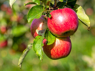 Three ripe red apples hanging from a tree branch with green leaves, set against a blurred outdoor...
