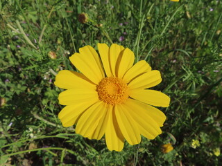 Bright yellow flower in full bloom, glowing with natural warmth.