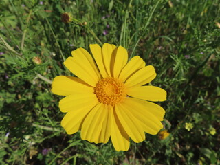 Bright yellow flower in full bloom, glowing with natural warmth.