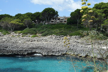 tropical beach with palm trees in mallorca