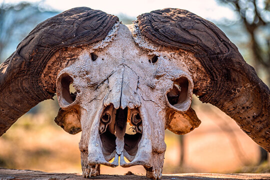 bufflo skull in the forest