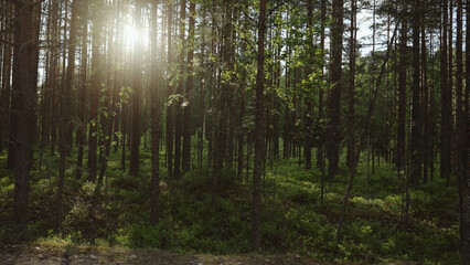 Driving plate through green pine forest on a sunny summer day
