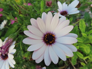 A close-up of elegant white flowers in full bloom, showcasing their soft petals and natural beauty. 