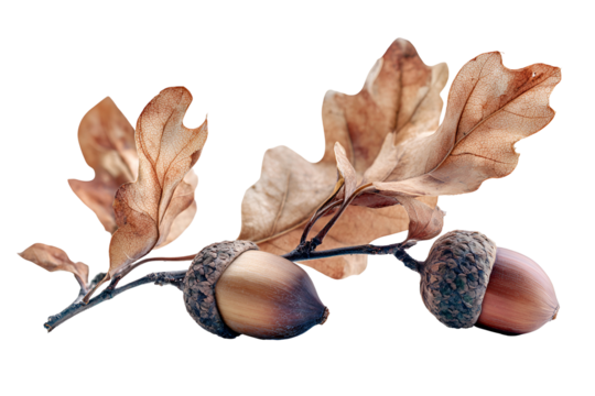 Autumn oak branch with acorns and dry leaves