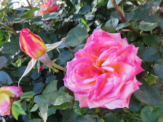 A delicate pink and white flower captured in close detail, showcasing soft petals and gentle color gradients.