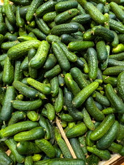 Fresh cucumbers piled high at a local market in the afternoon sun, showcasing their vibrant green color and inviting crunch for healthy eating choices