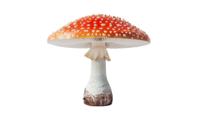 Amanita mushroom