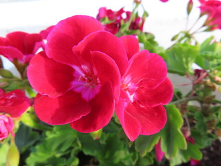 Close-up of a vibrant red flower showcasing rich color and delicate petals. The soft light highlights its bold beauty and natural texture.