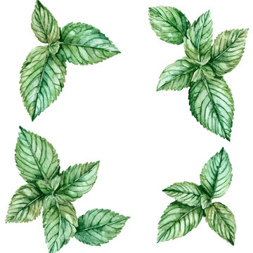 A watercolor mint leaves and pepper mints illustration isolated on a white background, AI painting style, vector set available in EPS format. Hand painted watercolor design

